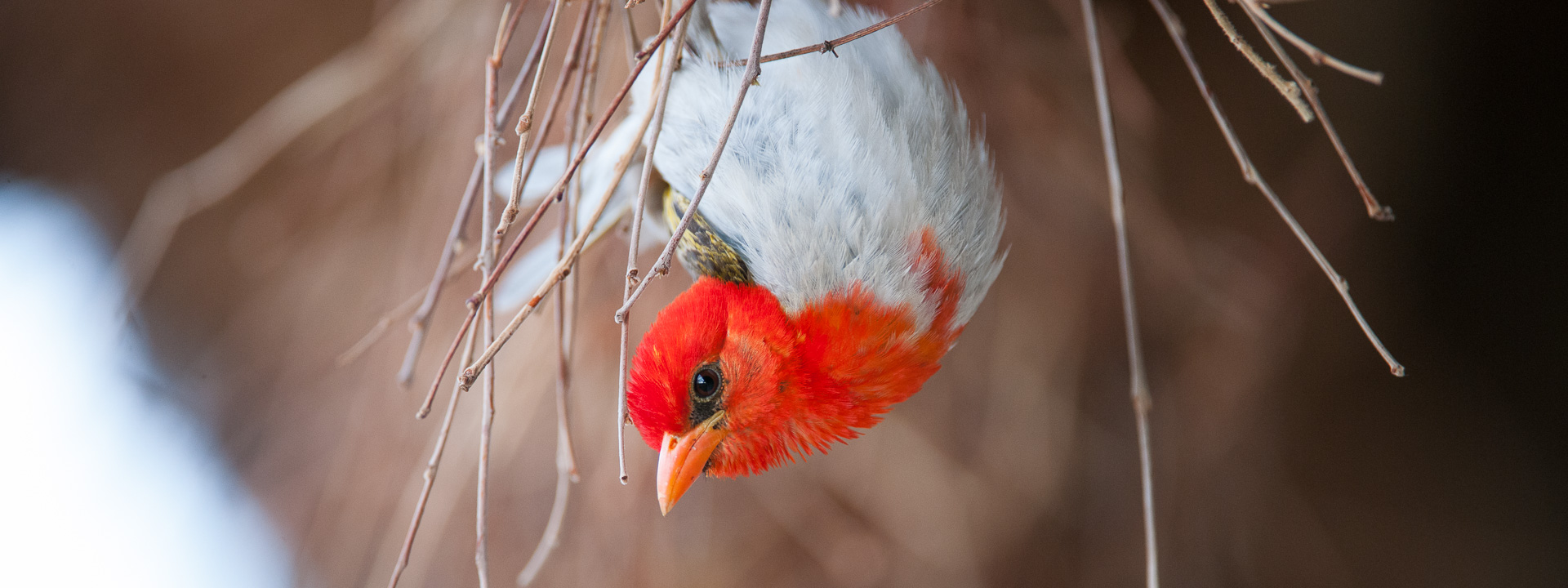 red-headed weaver